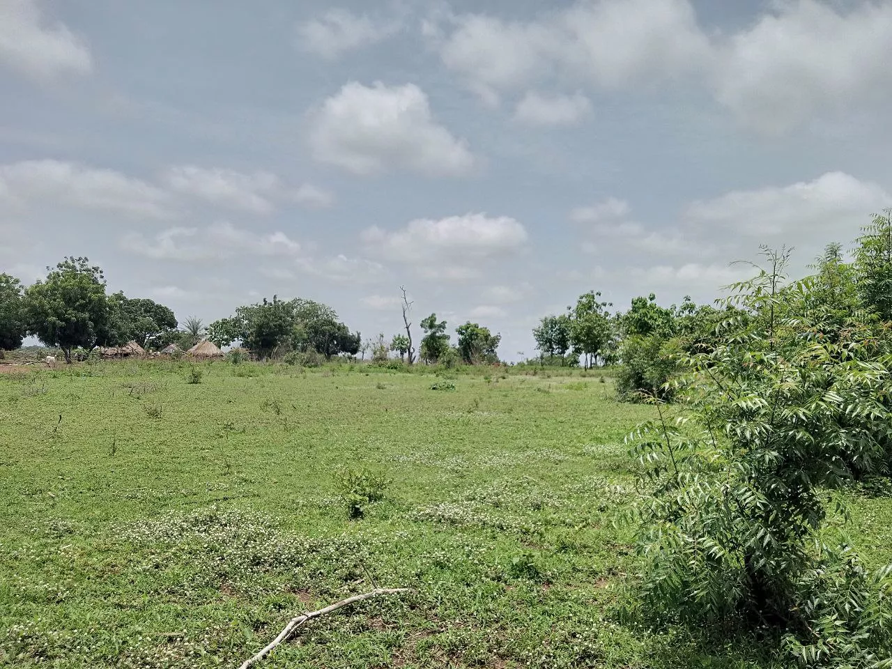 vente de 100 hectares djidja Seto à 35min bohicon à 750000 - Petites annonces gratuites - Achat et vente à Djidja, Bénin