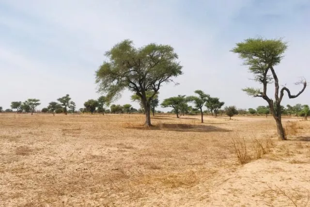 Terrain de 1,5 hectare à Touba Toul à 7250000 - Petites annonces gratuites - Achat et vente à Thiès, Sénégal