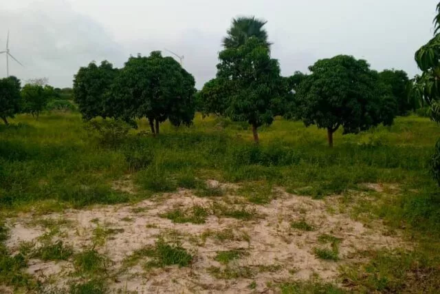 Verger de 1,55 hectare à Taïba Ndiaye à 17000000 - Petites annonces gratuites - Achat et vente à Thiès, Sénégal