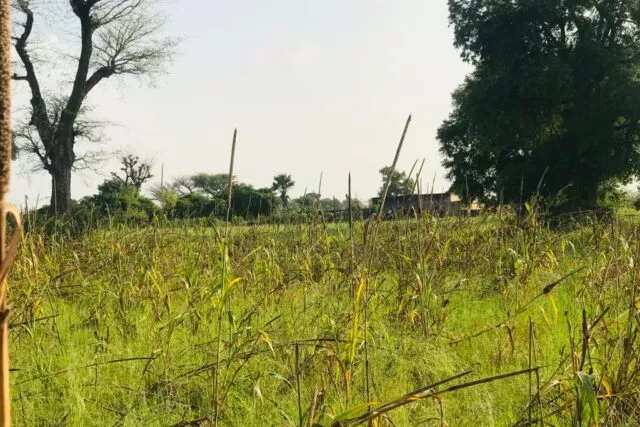 Terrain de 1,02 hectare à Sésséne à 6200000 - Petites annonces gratuites - Achat et vente à Mbour, Sénégal