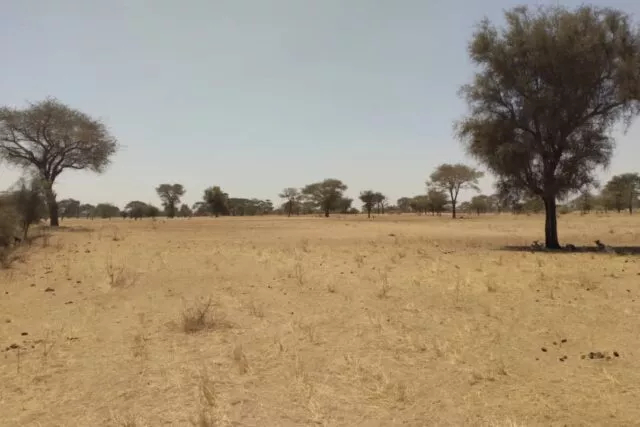 Terrain de 2,11 hectares vers Sagata à 9750000 - Petites annonces gratuites - Achat et vente à Louga, Sénégal