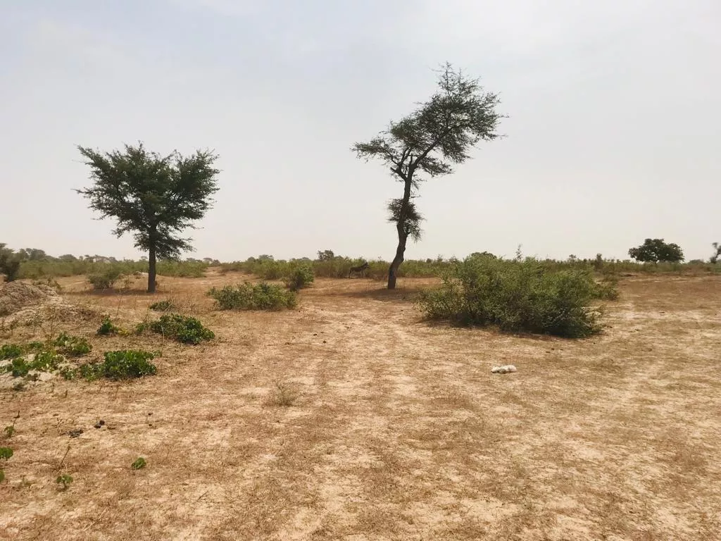 Terrain de 1,60 hectare à Fissel à 4700000 - Petites annonces gratuites - Achat et vente à Mbour, Sénégal