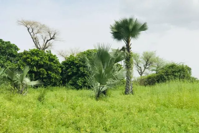 Verger de 1,29 hectare à Tataguine à 7500000 - Petites annonces gratuites - Achat et vente à Thiès, Sénégal