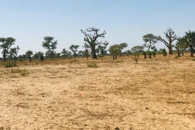 Terrain de 1,29 hectare Vers Notto Diobass à 7800000 - Petites annonces gratuites - Achat et vente à Thiès, Sénégal