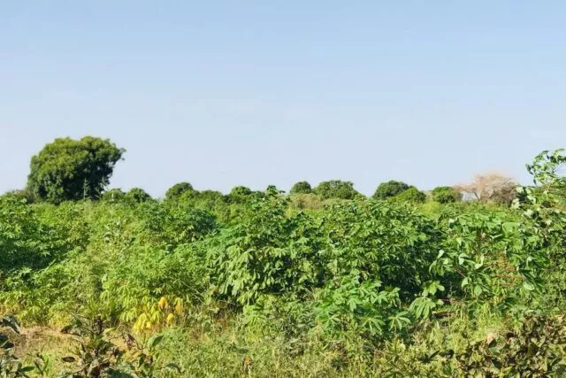 Terrain de 1,02 hectare vers Pire à 9500000 - Petites annonces gratuites - Achat et vente à Thiès, Sénégal