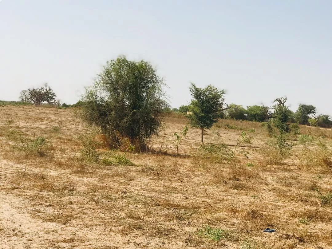 Terrain de 7775 m² vers Cherif Lô à 6737500 - Petites annonces gratuites - Achat et vente à Thiès, Sénégal