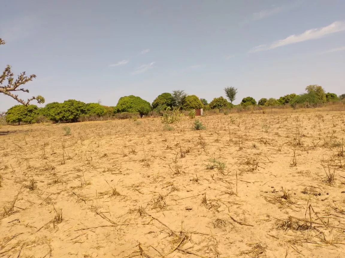 Terrain de 9 942 m² à Sandiara à 7500000 - Petites annonces gratuites - Achat et vente à Mbour, Sénégal