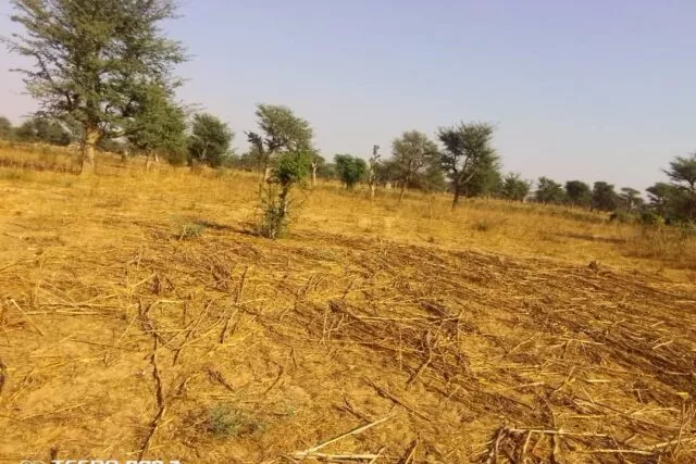 Terrain de 1,5 hectare vers Notto Diobass à 6800000 - Petites annonces gratuites - Achat et vente à Thiès, Sénégal