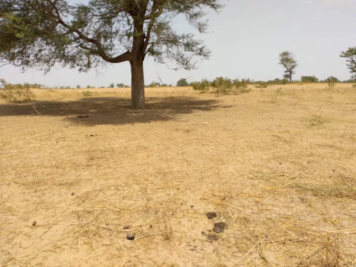 Terrain de 3,84 hectares vers Patar à 9600000 - Petites annonces gratuites - Achat et vente à Fatick, Sénégal