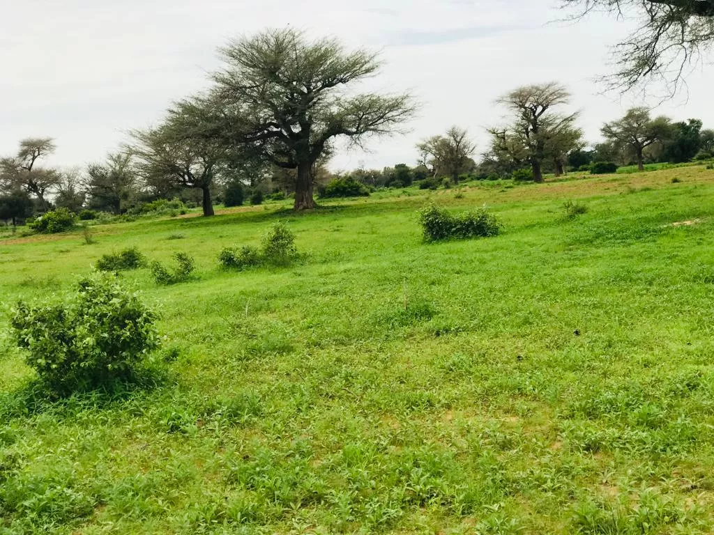 Terrain de 2,07 hectares Tassette à 7500000 - Petites annonces gratuites - Achat et vente à Thiès, Sénégal