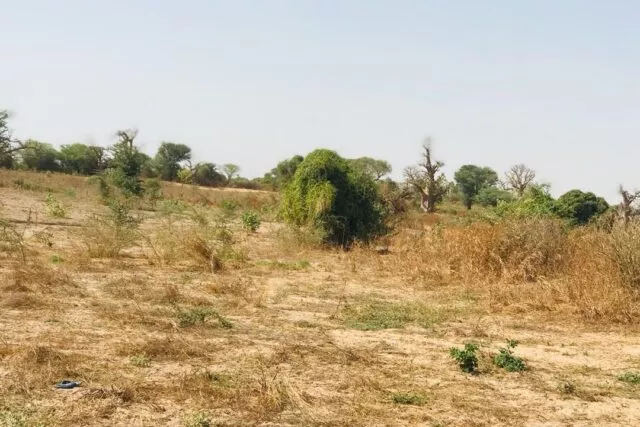 Terrain de 7 775 m² vers Cherif Lô à 6737500 - Petites annonces gratuites - Achat et vente à Thiès, Sénégal