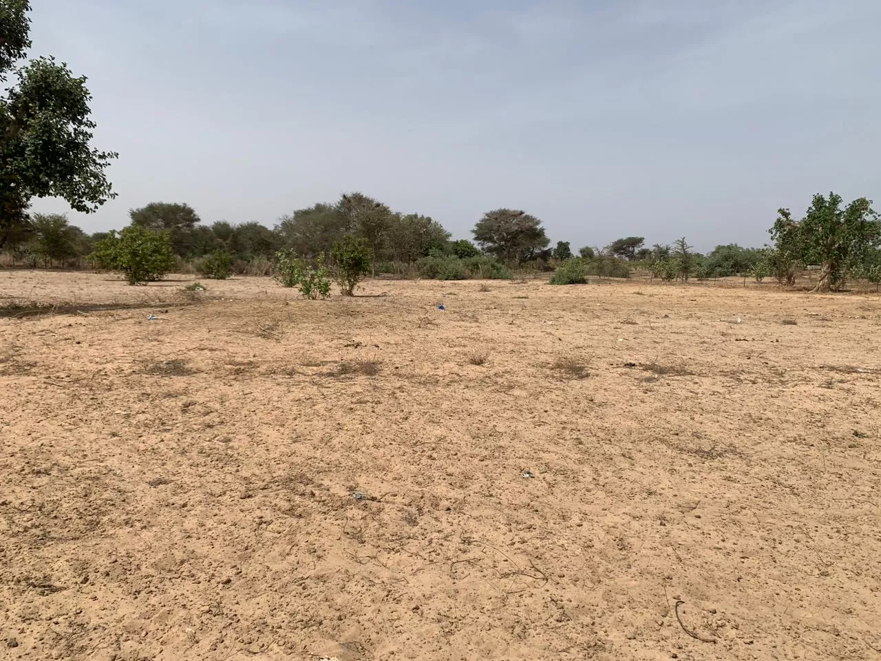 Verger de 2,27 hectares vers Notto Diobass à 21046250 - Petites annonces gratuites - Achat et vente à Thiès, Sénégal