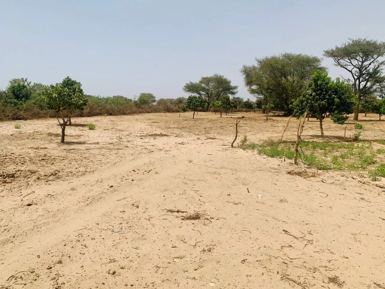 Verger de 1,18 hectare vers Notto Diobass à 31200000 - Petites annonces gratuites - Achat et vente à Thiès, Sénégal