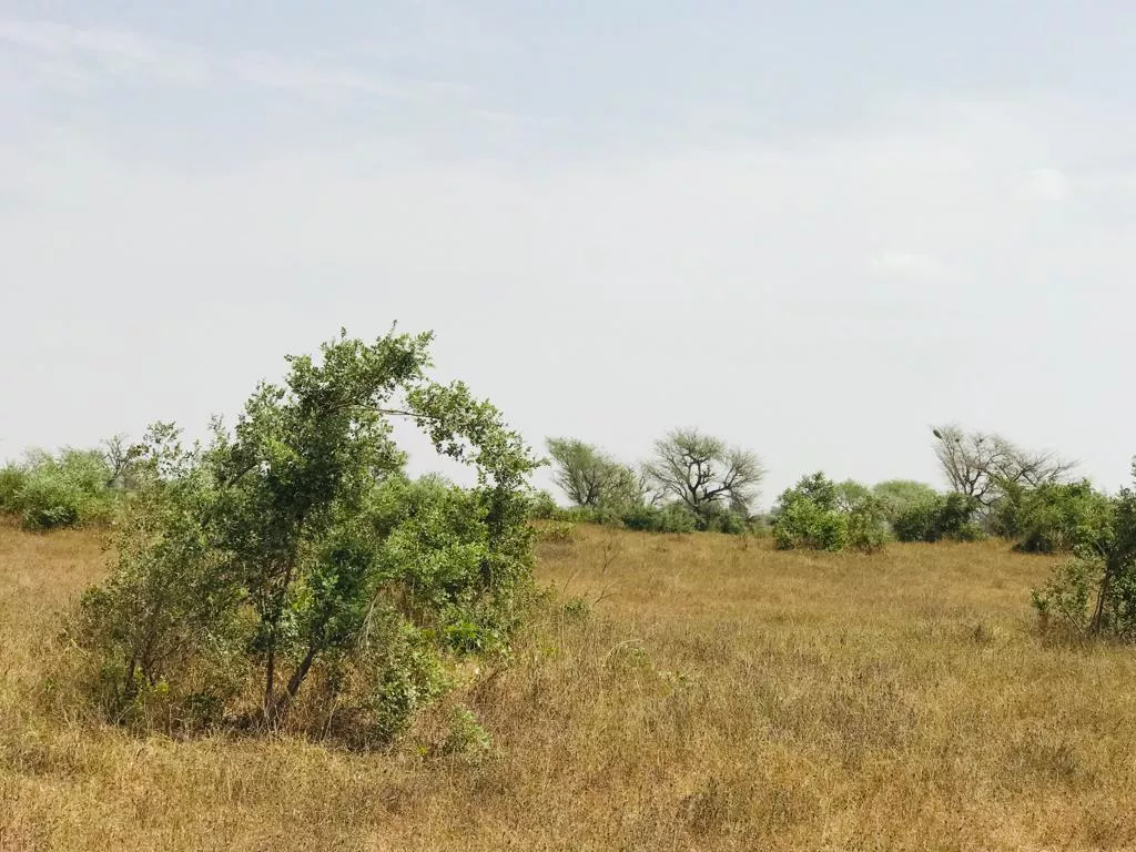 Terrain de 2,16 hectares à Koul à 7200000 - Petites annonces gratuites - Achat et vente à Thiès, Sénégal