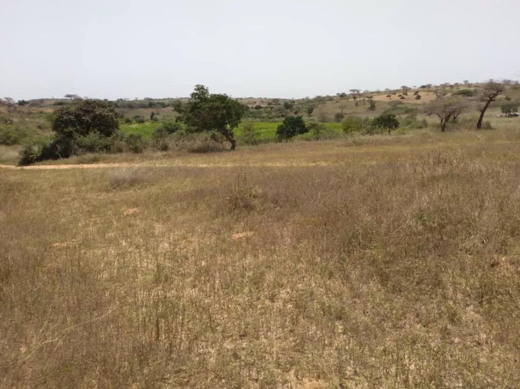 Verger de 5,15 hectares à Darou Khoudoss à 125000 - Petites annonces gratuites - Achat et vente à Thiès, Sénégal