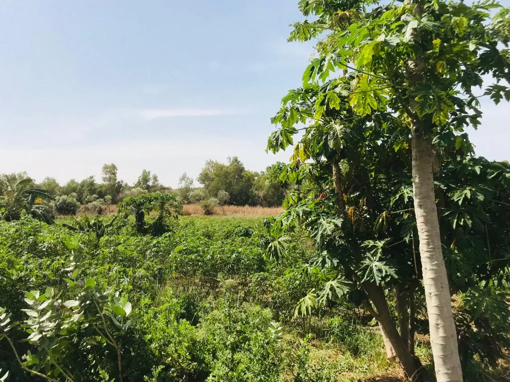 Verger Fruitier de 2,39 hectares à Diokoul Diawrig à 13500000 - Petites annonces gratuites - Achat et vente à Louga, Sénégal